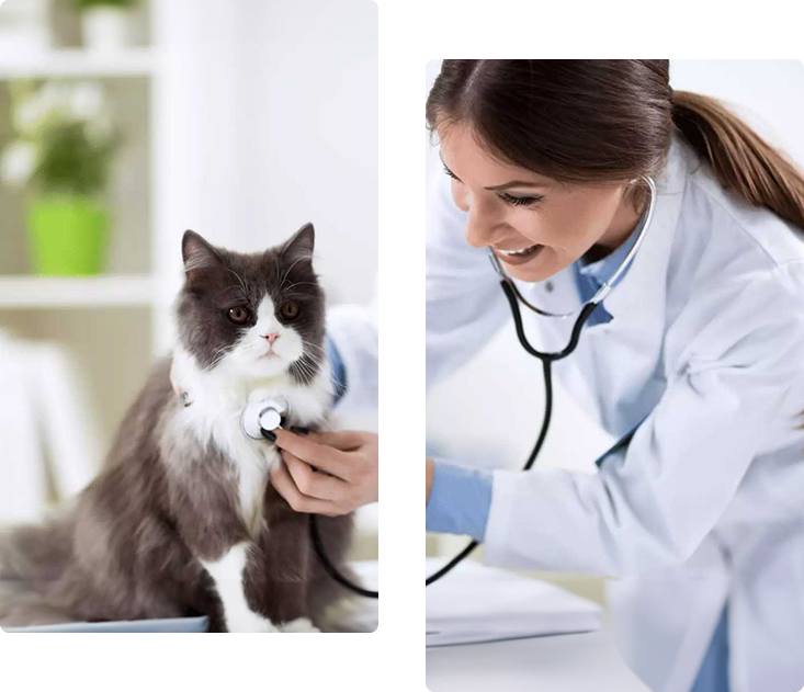 veterinary-clinics-support